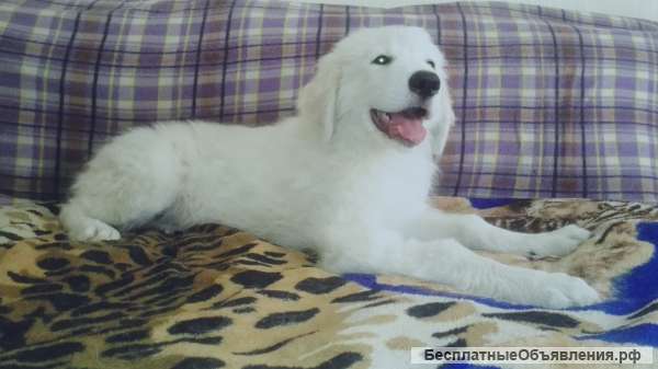 Маремма абруцкая овчарка щенки