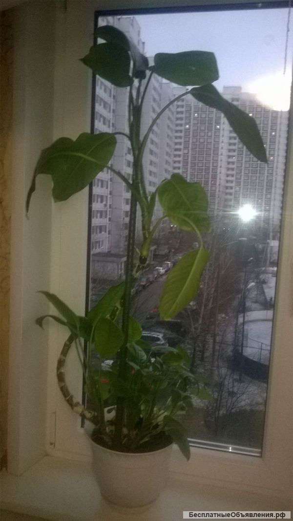 Цветы для дома офиса и дачи