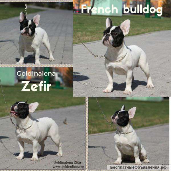 Французский бульдог клубный подрощенный щенок