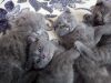 Очаровательные шотландские котята лучший друг