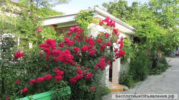 Отдых в Коктебеле(Крым) недорого