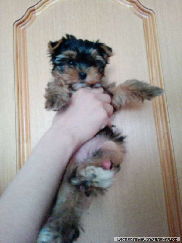 Только в ответственные, добрые руки)