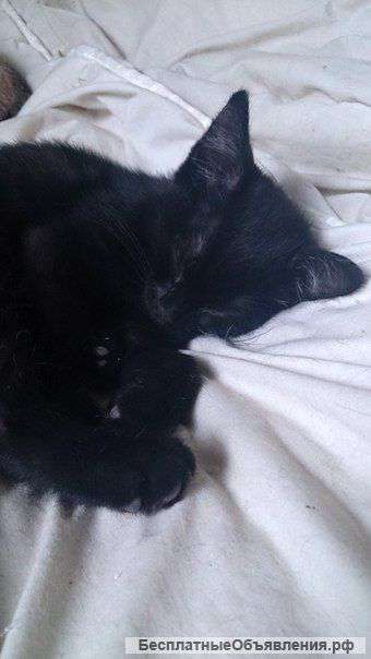 Котенок в добрые руки