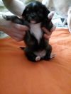 Щенки чихуахуа 1.5 мес