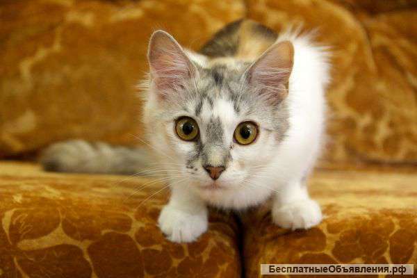 Котенок в добрые руки
