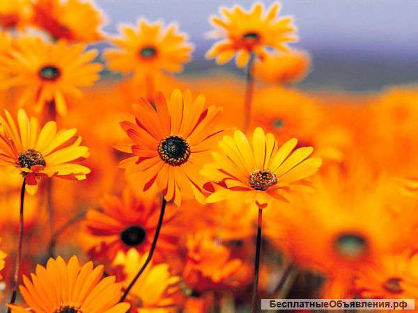 Земельный участок