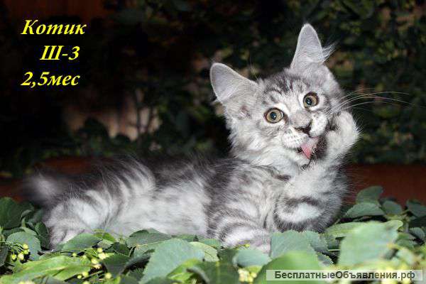 Котята Мейн Кун