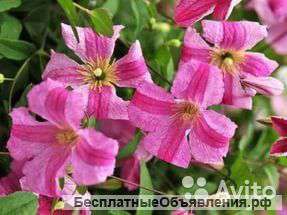 Клематис фиолетовый Мазурик 60-80 см