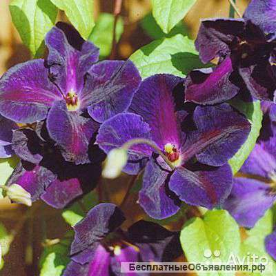 Клематис фиолетовый Тучка 60-80 см