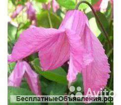 Клематис цельнолистный Память Сердца 60-80 см