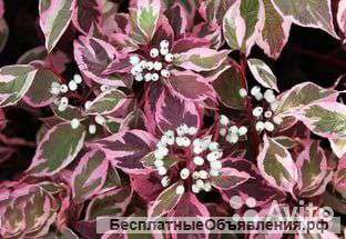 Дерен белый Сибирика Вариегата 30-40 см