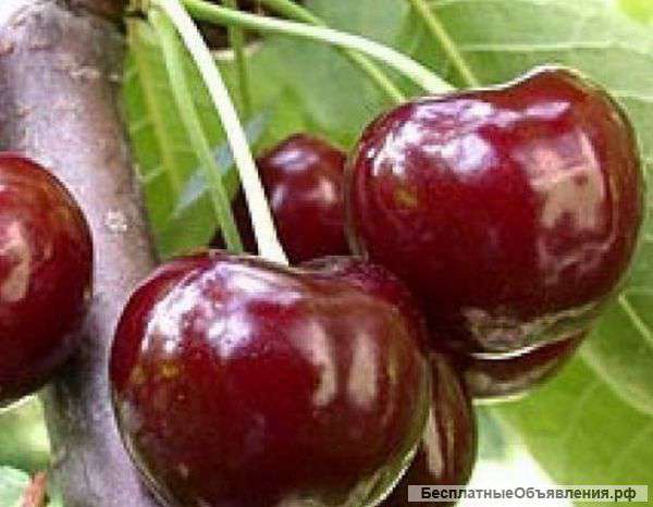 Черешня из Молдавии оптом