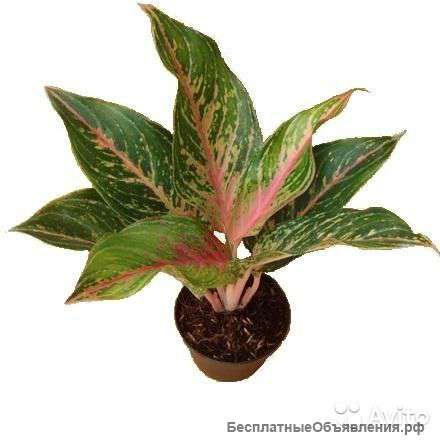 Аглаонема Баттерфляй, красная