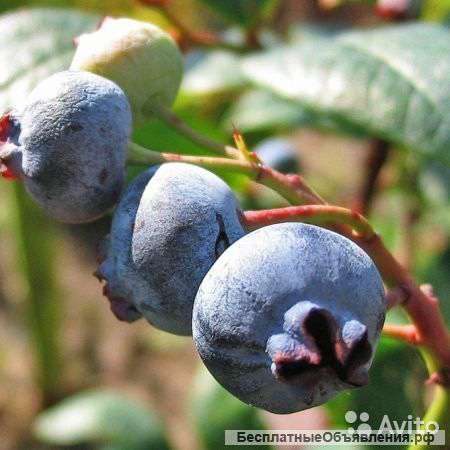 Голубика высокорослая Дивная 30-40 см