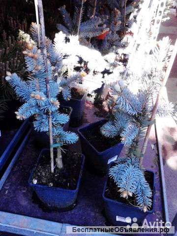 Ель голубая Хупси 20-30 см саженец