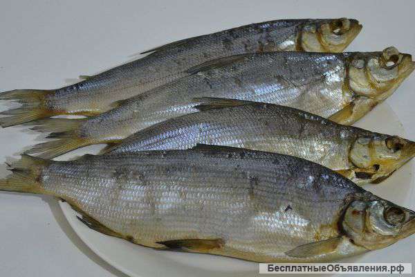 Вяленая плотва