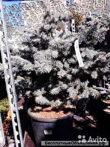Ель колючая Биалобок 50-70 см саженец