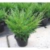 Можжевельник горизонтальный Андорра Компакта 15-20