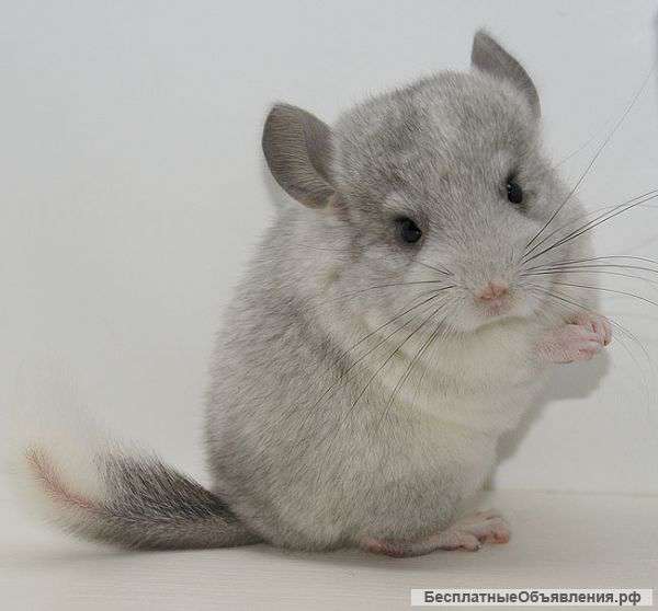 Очаровательную шиншиллу девочку