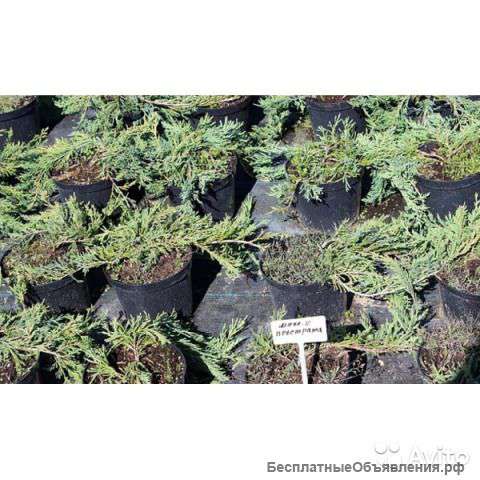 Можжевельник горизонтальный Прострата 30-40 см
