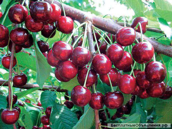 Фрукты и овощи  оптом из Молдавии