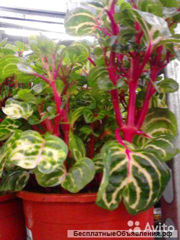 Ирезине Хербста 30-40 см