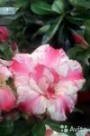 Адениум розово-белый махровый гибрид 4 суккулент