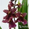 Орхидея Камбрия Буррагеара Лацио 2 ст