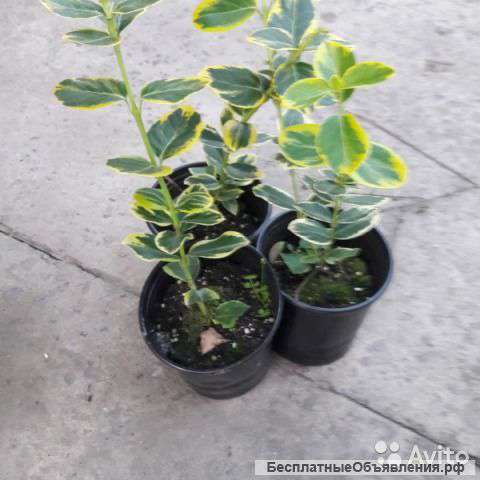 Бересклет японский Ауреус саженец