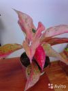Аглаонема Розовый Валентин