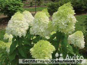 Гортензия метельчатая Лаймлайт 30-40 см саженцы