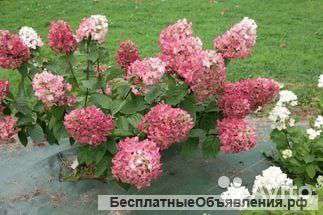 Гортензия метельчатая Мега Минди саженцы