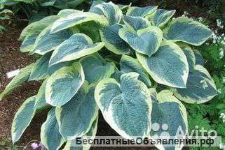 Хоста Американ Хало саженец