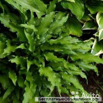 Хоста Атомик Элвис саженец