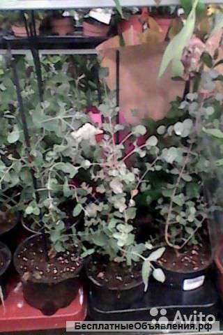 Эвкалипт в горшке 30-40 см