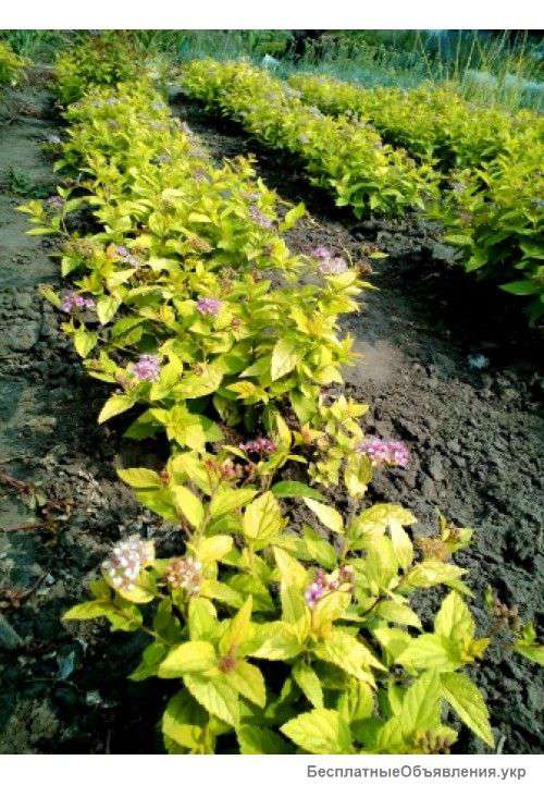 Спирея Золотая принцесса