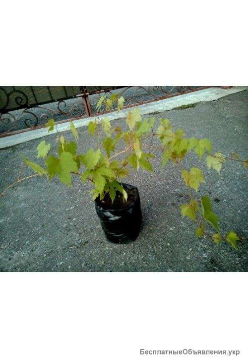 Виноград прибрежный