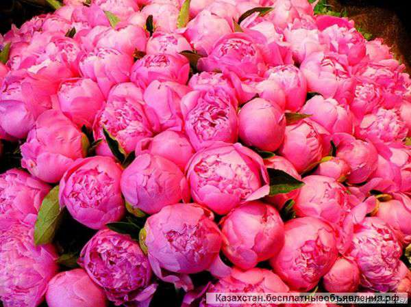 Требуются консультанты