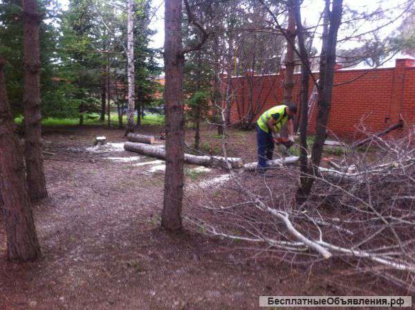 Дрова даром