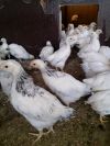 Подрощенных цыплят адлерская серебристая