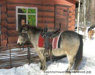 Катание на пони в Москве