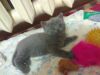 Британские котята