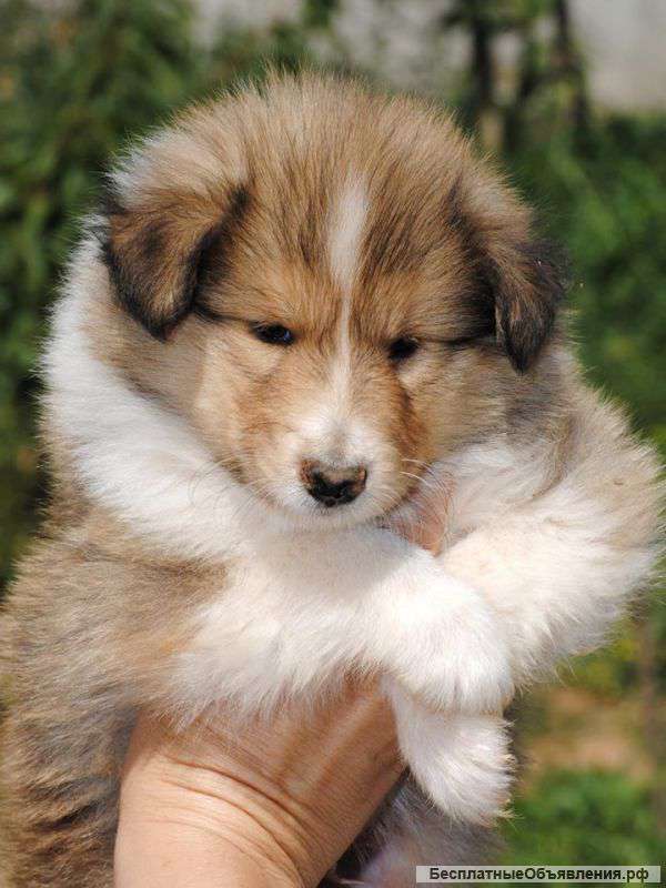 Колли щенки