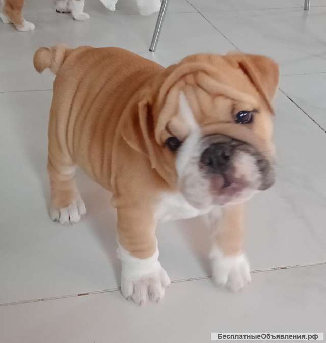 Щенки английского бульдога