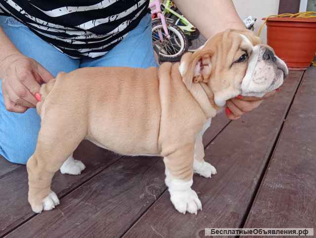 Щенки английского бульдога