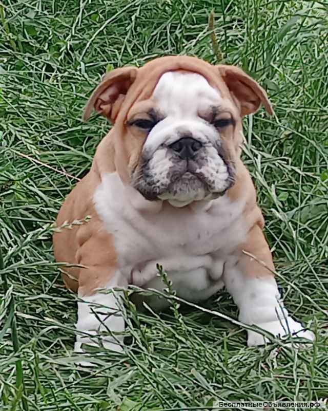 Щенки английского бульдога