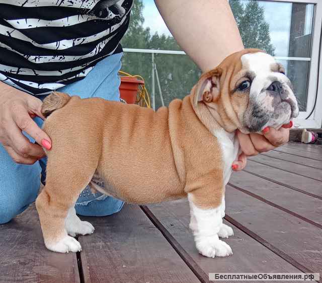 Щенки английского бульдога