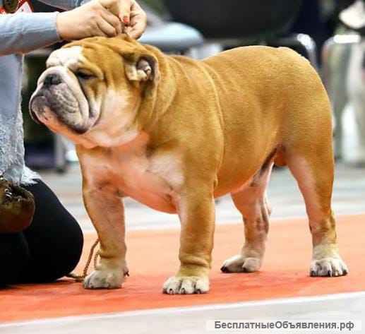 Щенки английского бульдога