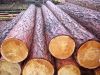 Бревно отборное под оцилиндровку
