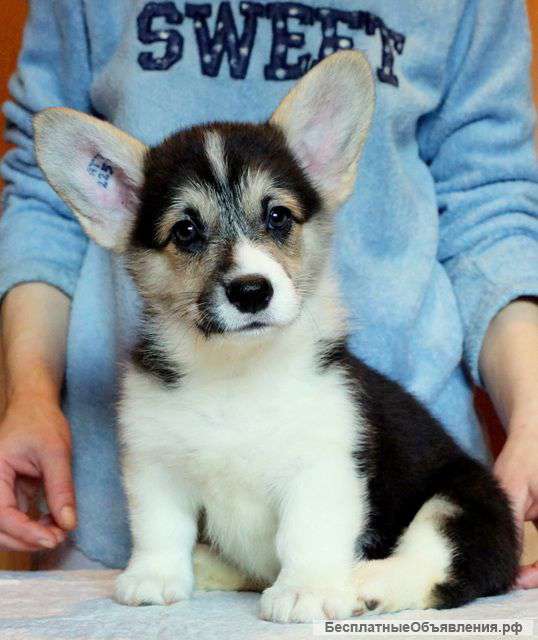 Щенки Корги